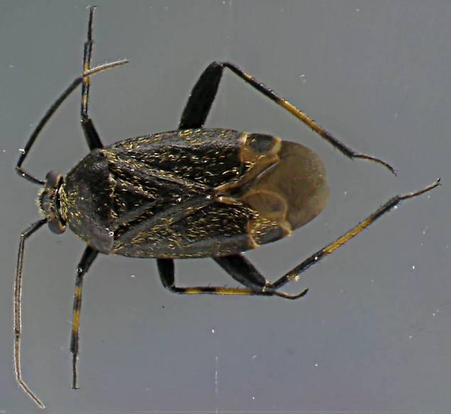 Polymerus nigrita.jpg